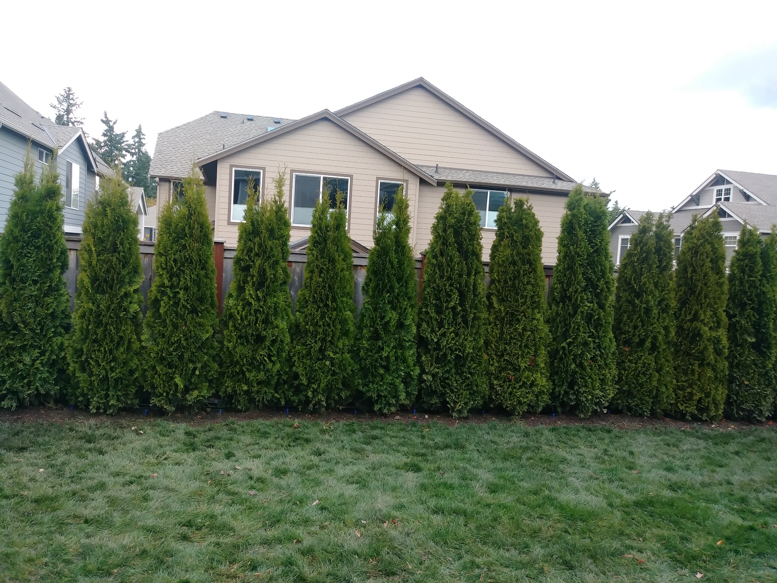 Emerald Green Arborvitae after planting