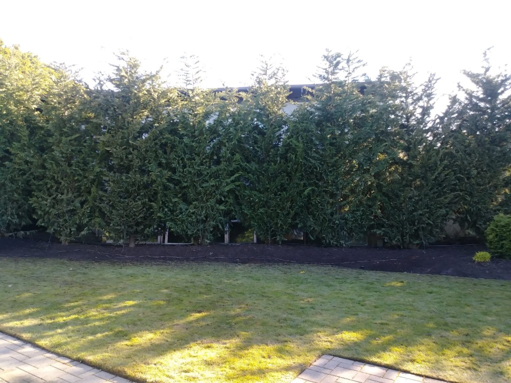 Leyland Cypress after planting