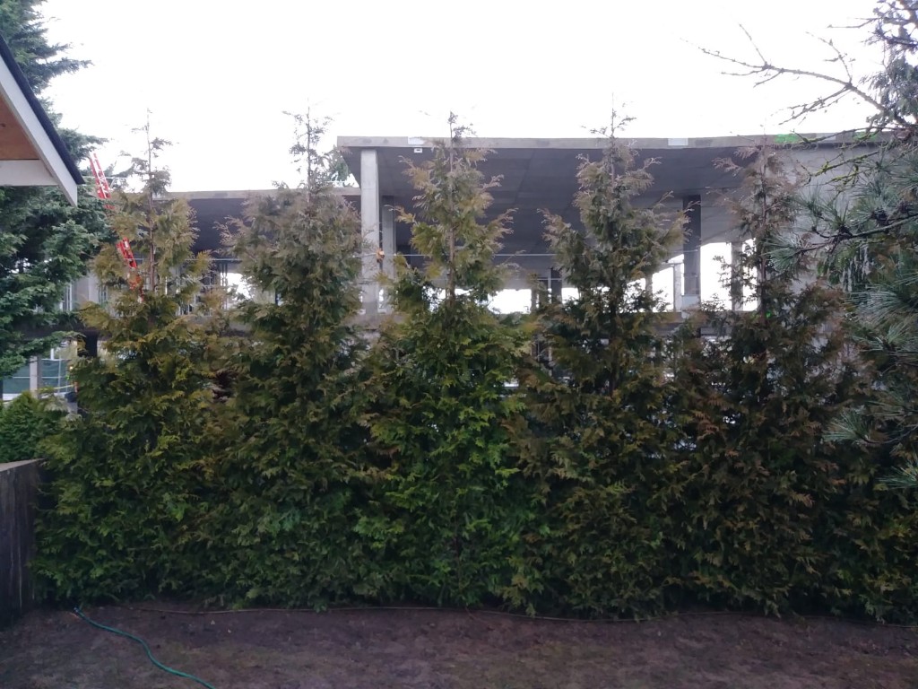Green Giant Arborvitae after planting