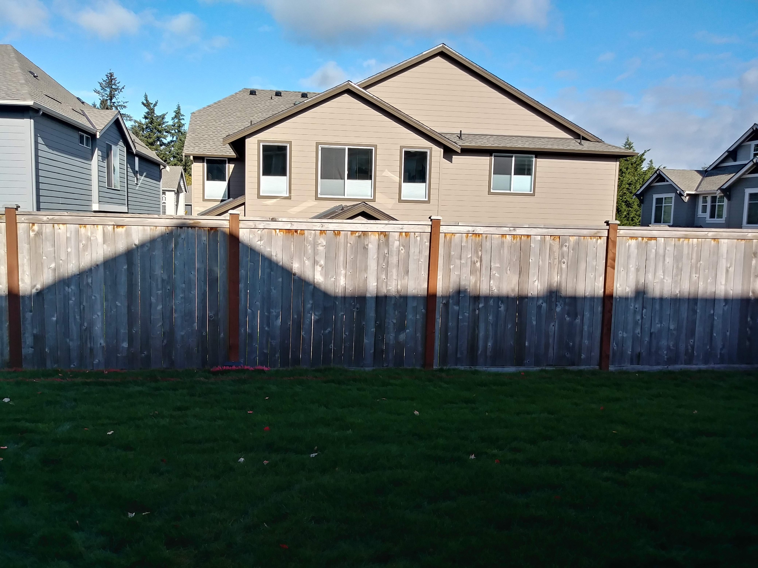 Emerald Green Arborvitae before planting