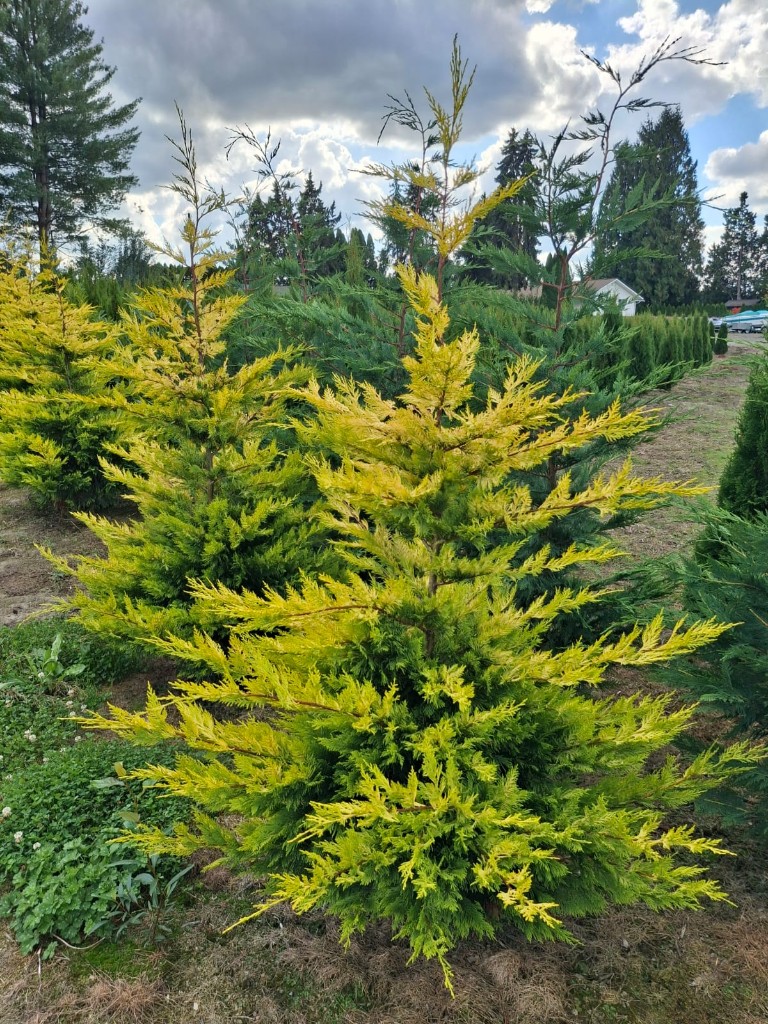 Gold Rider Cypress, photo 2