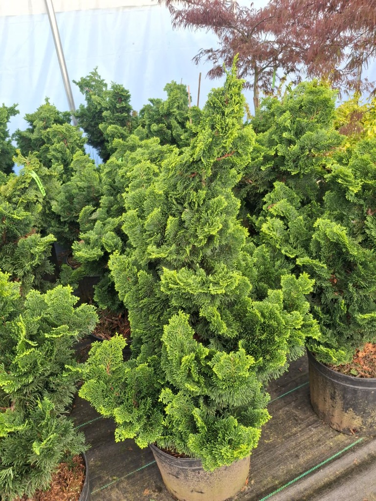 Nana Gracilis Hinoki, photo 2