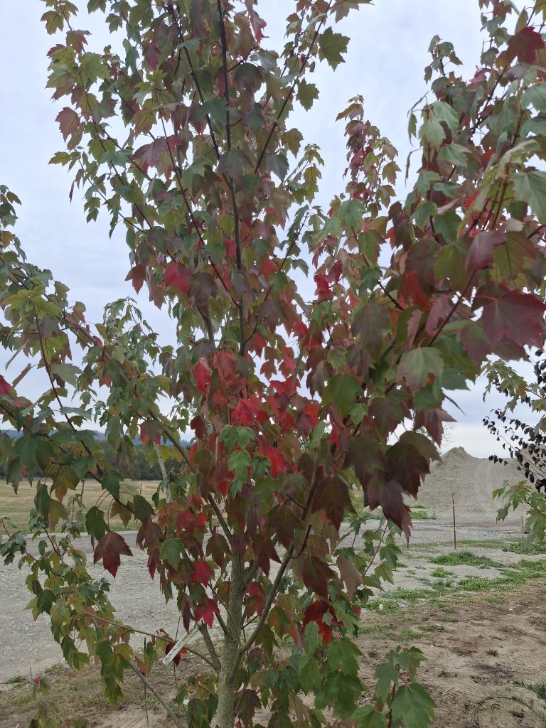 October Glory Red Maple, photo 2
