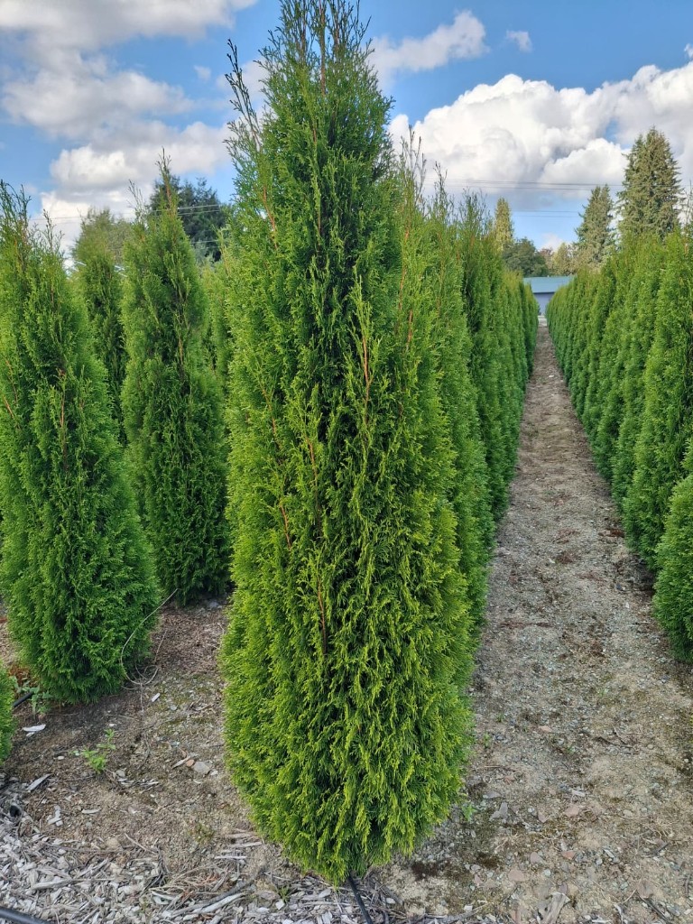Emerald Green Arborvitae, photo 2