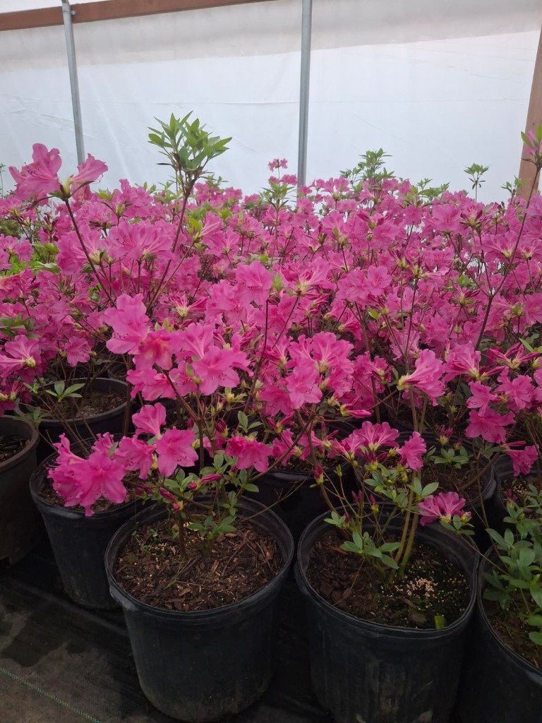 Azaleas, photo 2