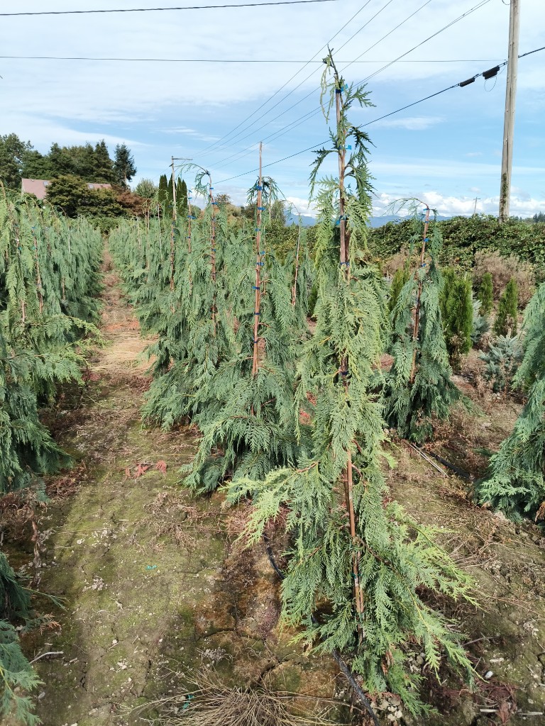 Weeping Alaska Cedar, photo 2