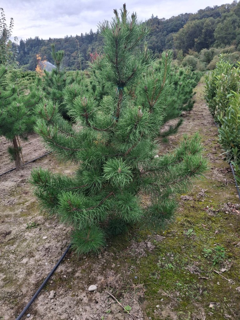 Shore Pine, photo 2