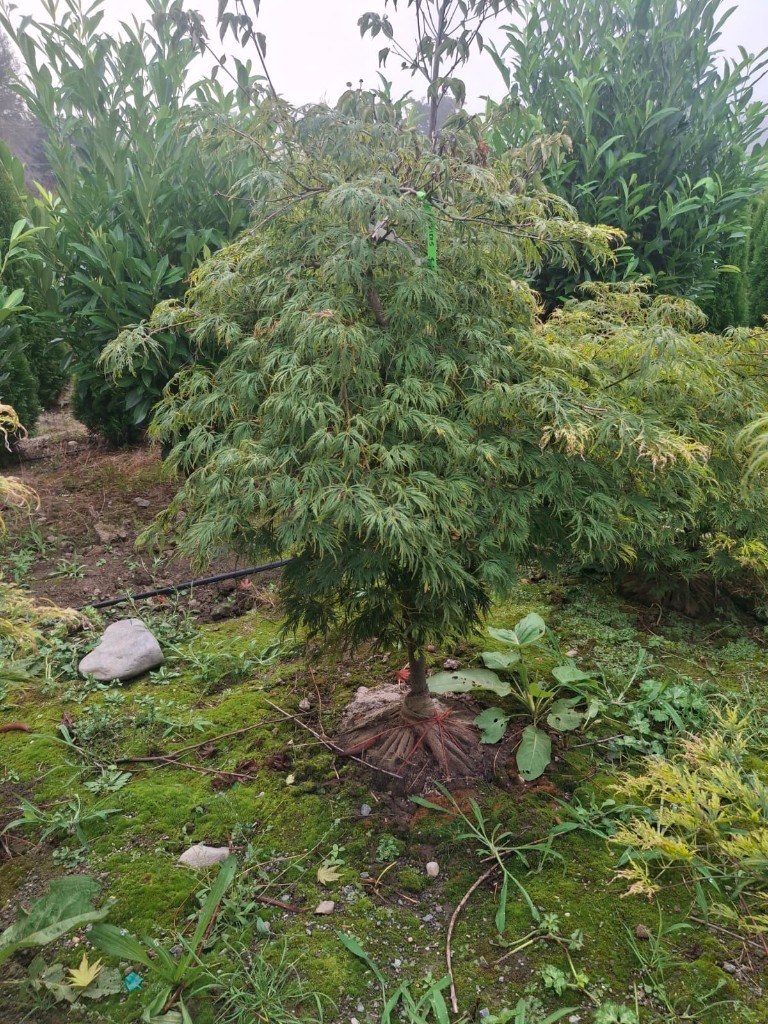 Viridis, photo 2