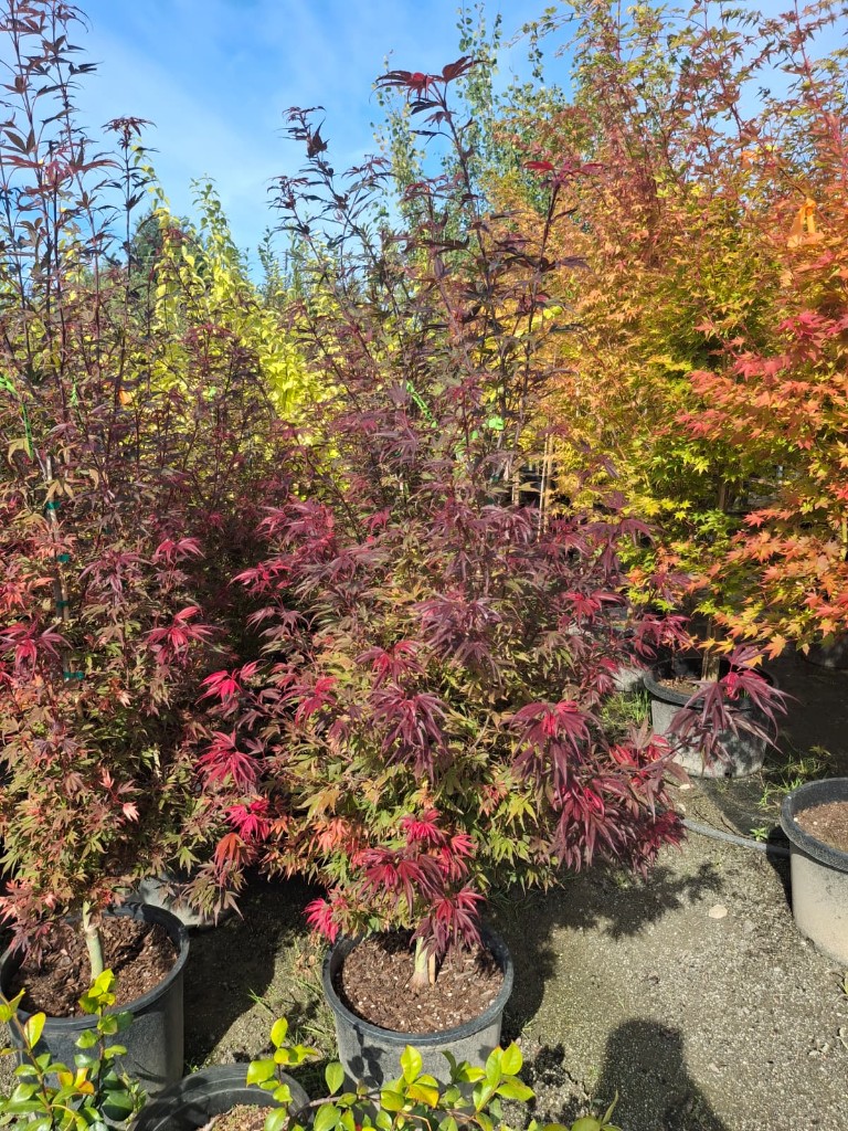 Shaina Japanese Maple, photo 2