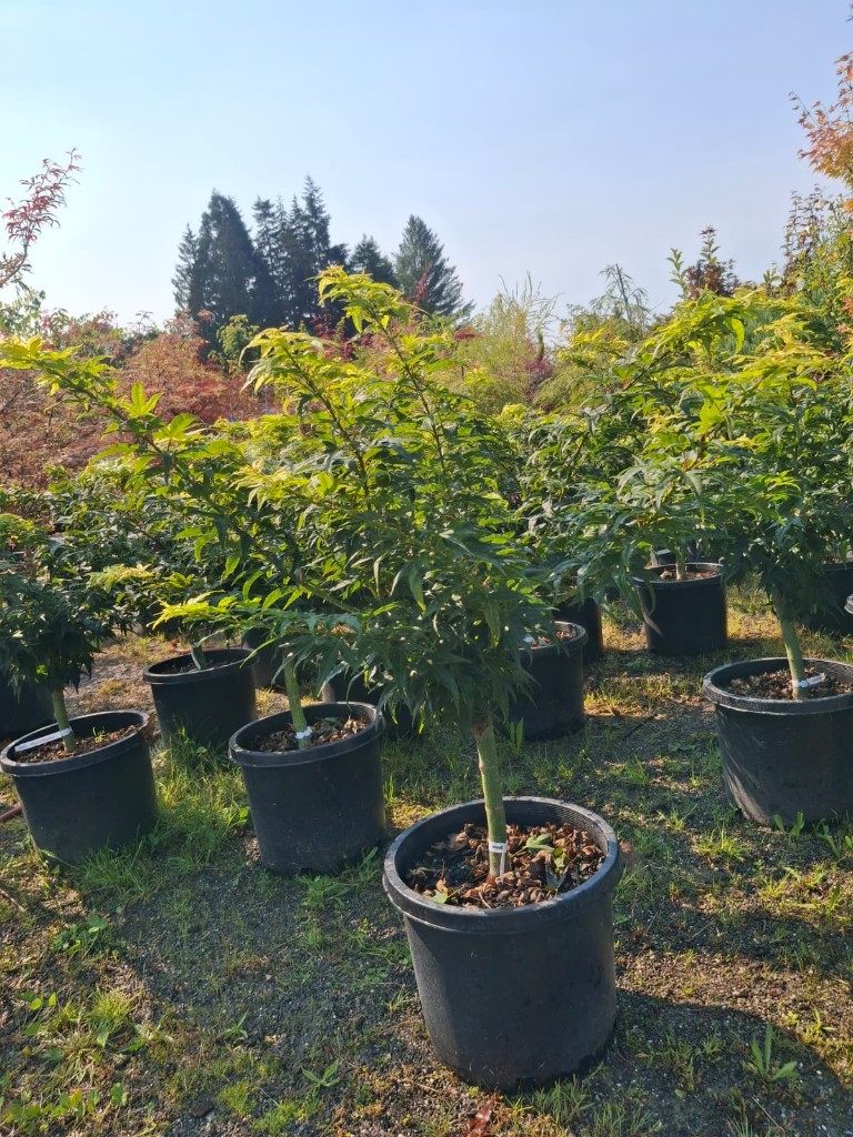 Mikawa Japanese Maple, photo 2