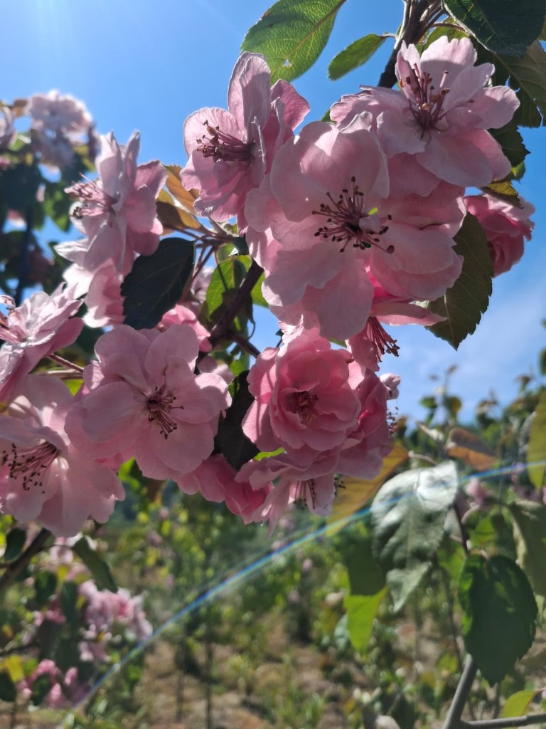 Cherry Blossom, photo 2