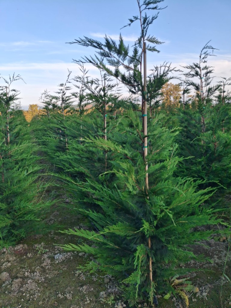 Leyland Cypress, photo 2