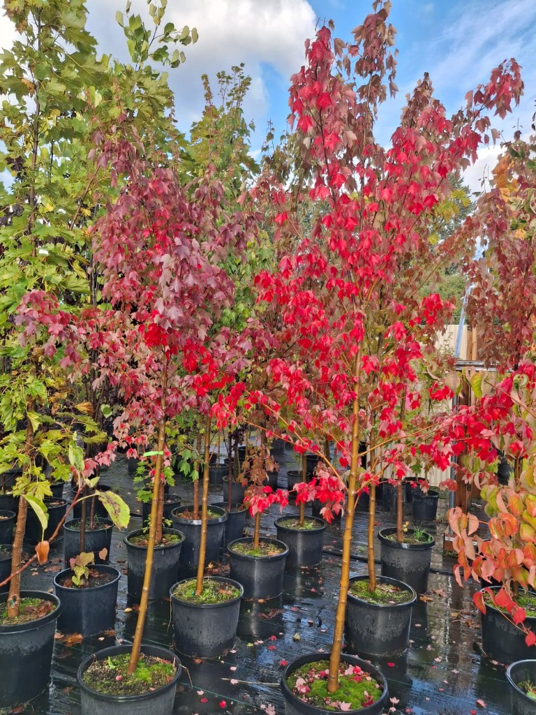 Sun Valley Red Maple, photo 2