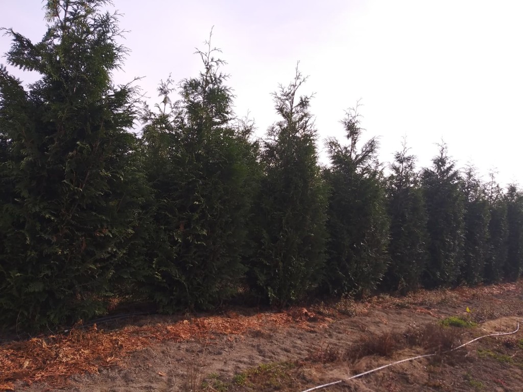 Excelsa Cedar, photo 2