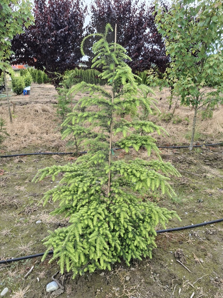 Western Hemlock, photo 2