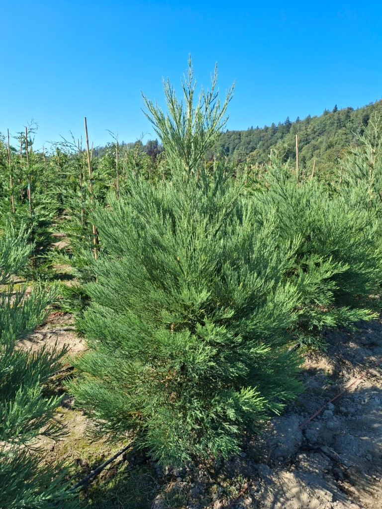 Sequoia, photo 2