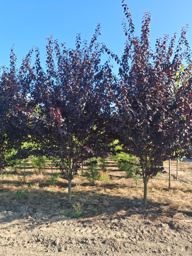 Thundercloud Plum, photo 2