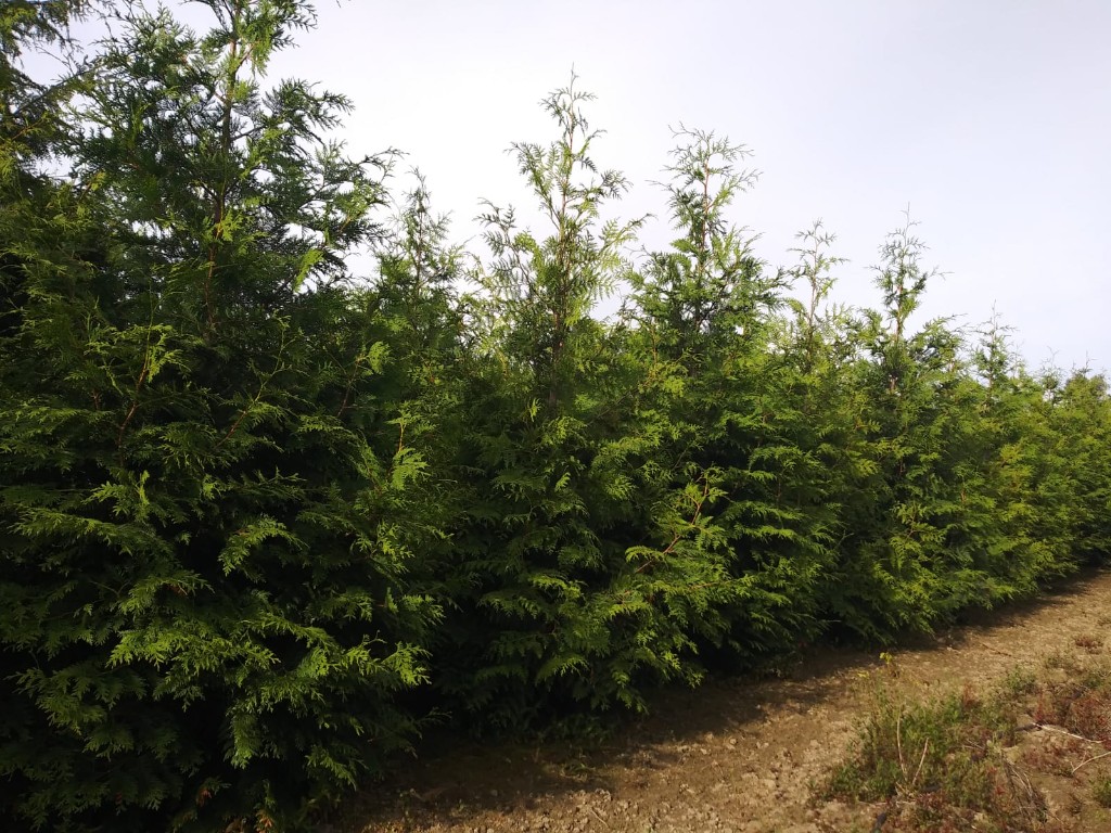 Green Giant Arborvitae, photo 2