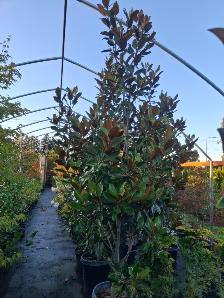 Little Gem Magnolia, photo 2