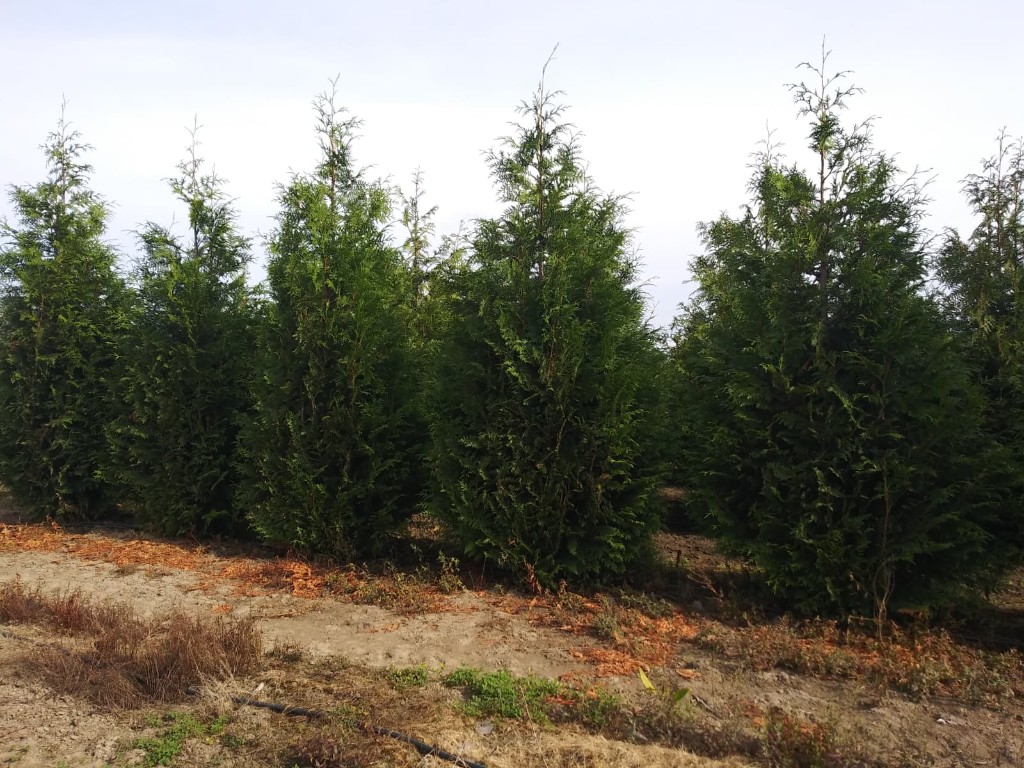 Excelsa Cedar, photo 3