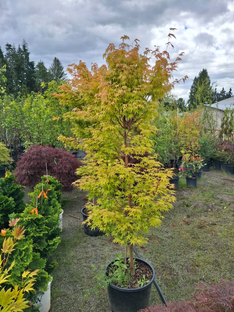 Coral Bark Japanese Maple, photo 3