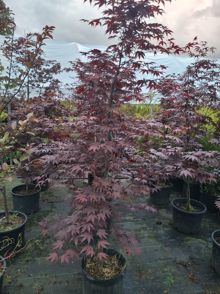 Bloodgood, photo 3