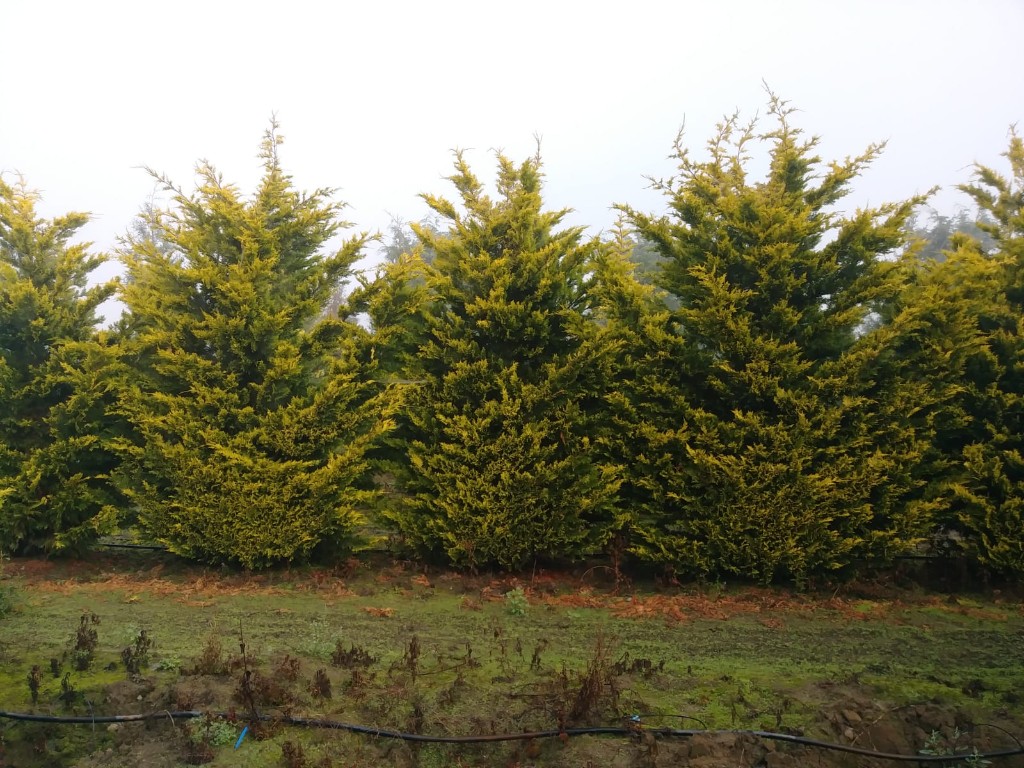 Gold Rider Cypress, photo 3