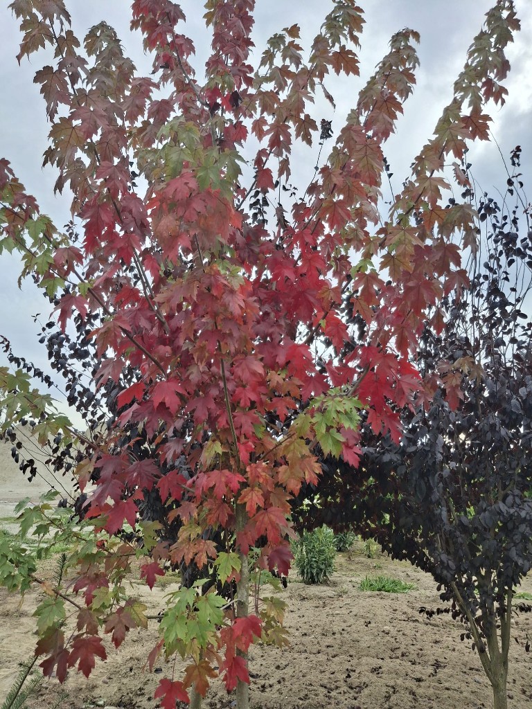 October Glory Red Maple, photo 3