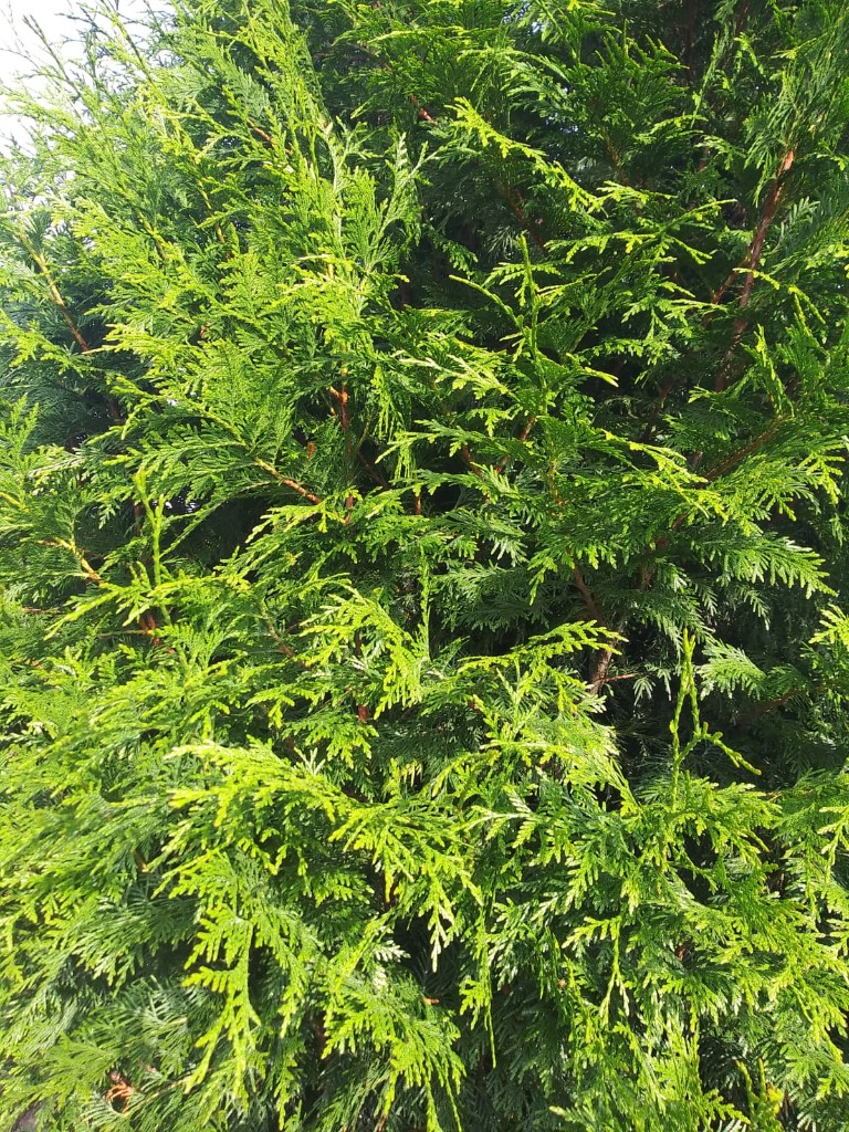 Excelsa Cedar, photo 4