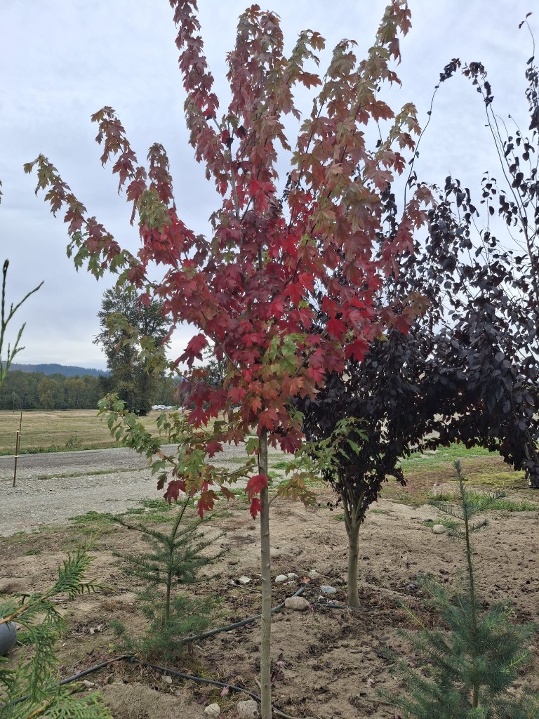October Glory Red Maple at the farm