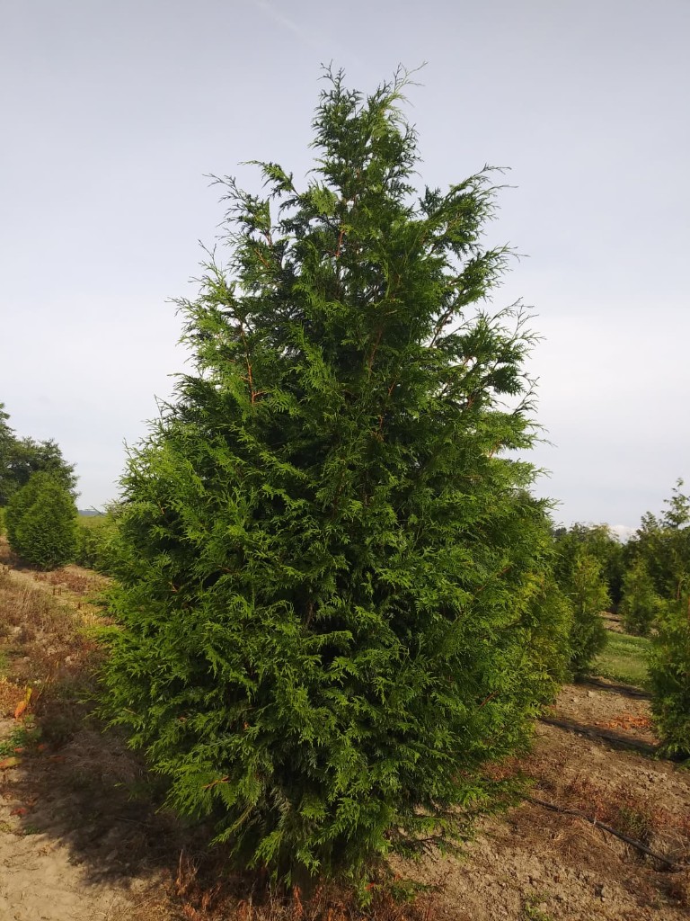Excelsa Cedar at the farm