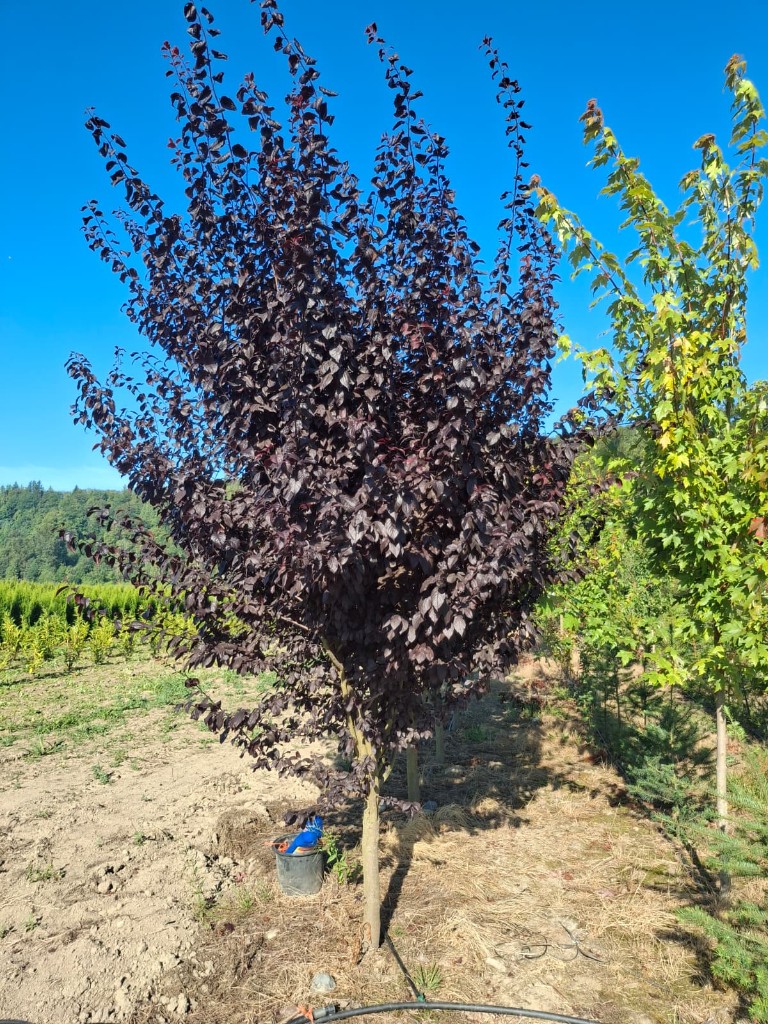 Thundercloud Plum at the farm