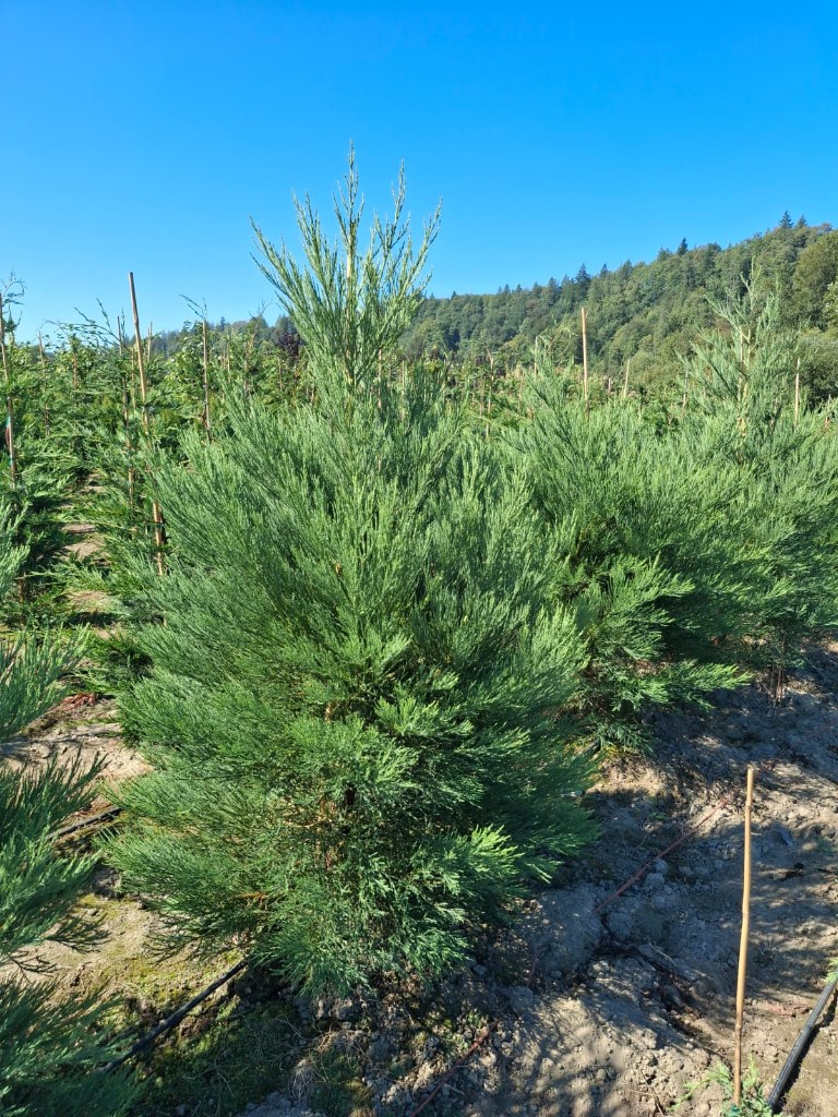 Sequoia at the farm