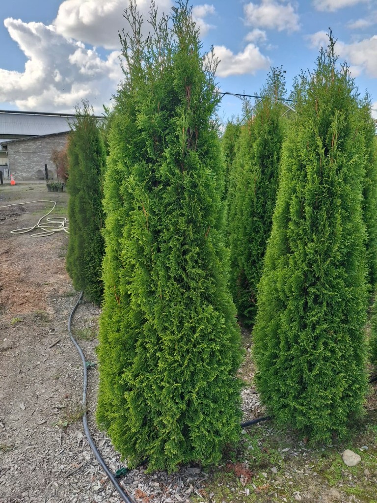Field-grown Emerald Green Arborvitae at the nursery in Monroe