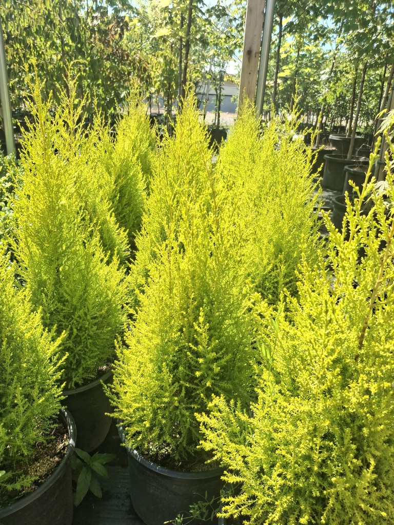 Lemon Cypress at the farm