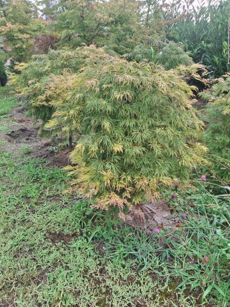 Viridis at the farm