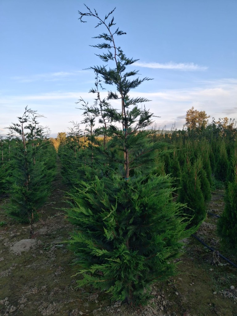 Leyland Cypress at the farm