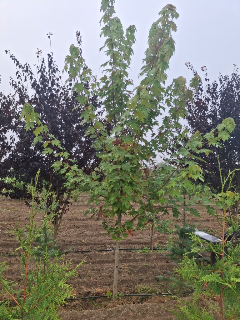 Sun Valley Red Maple at the farm