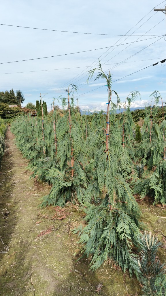 Weeping Alaska Cedar at the farm