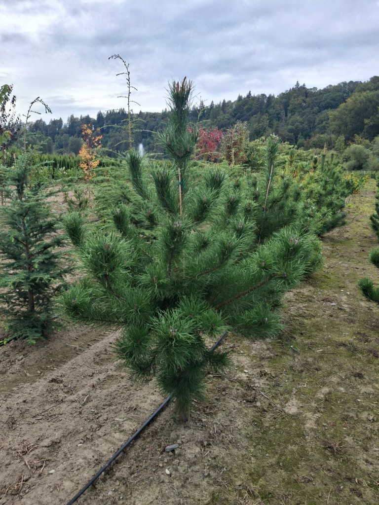 Shore Pine at the farm