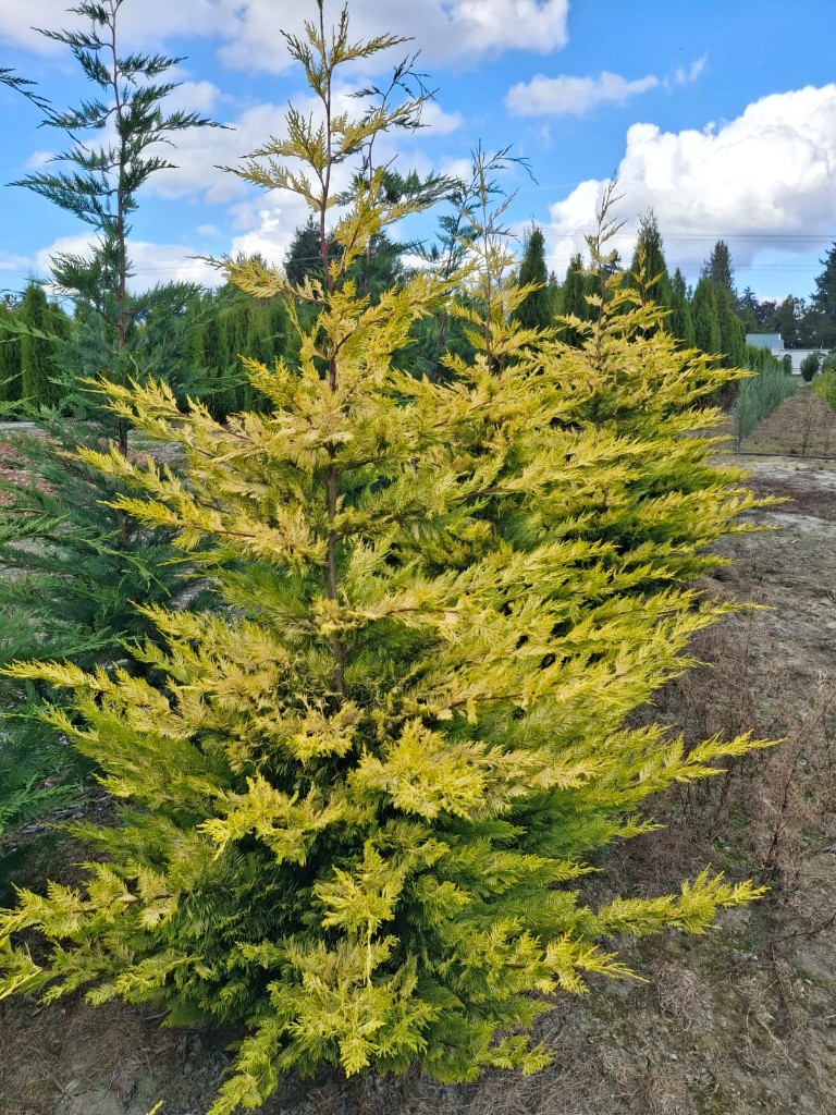 Gold Rider Cypress at the farm