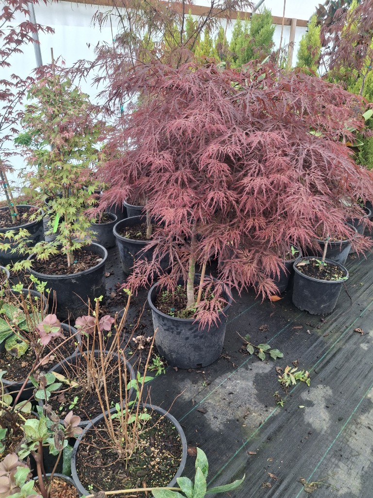 Crimson Queen at the farm