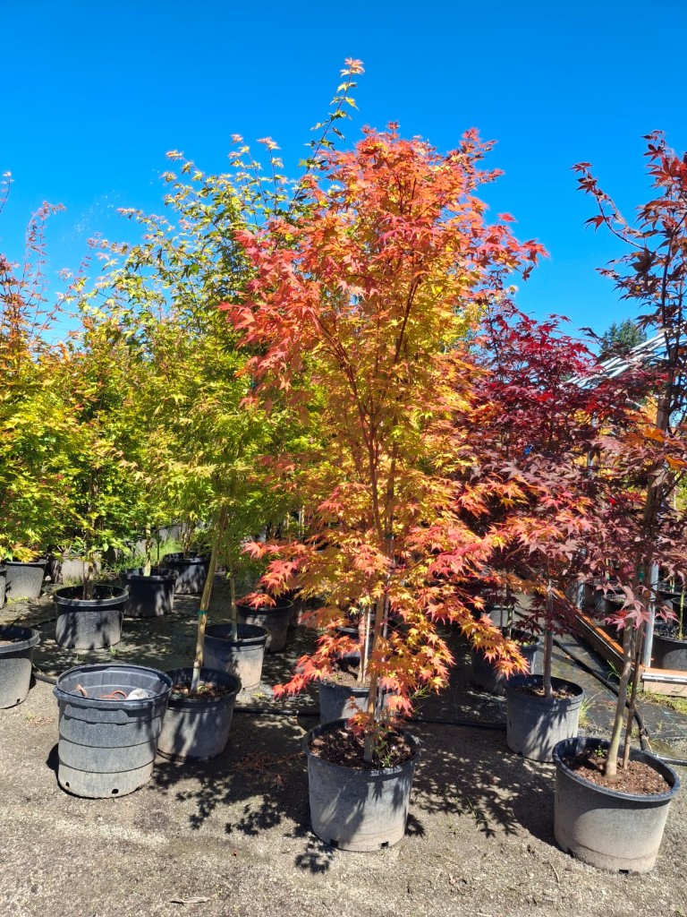 Coral Bark Japanese Maple at the farm