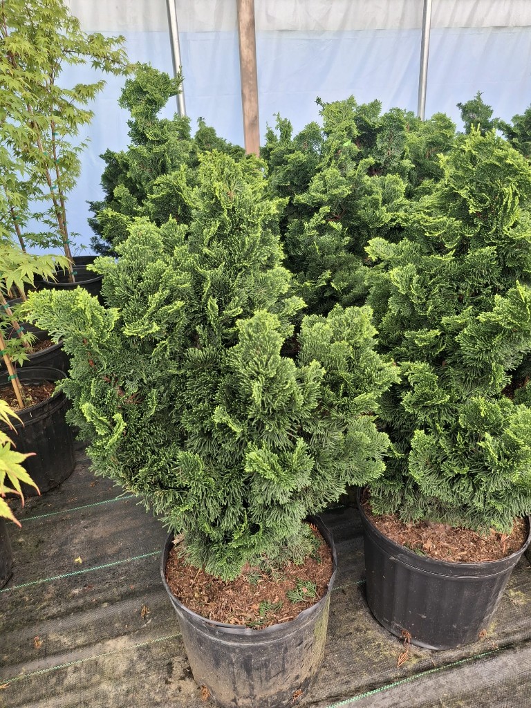 Nana Gracilis Hinoki at the farm