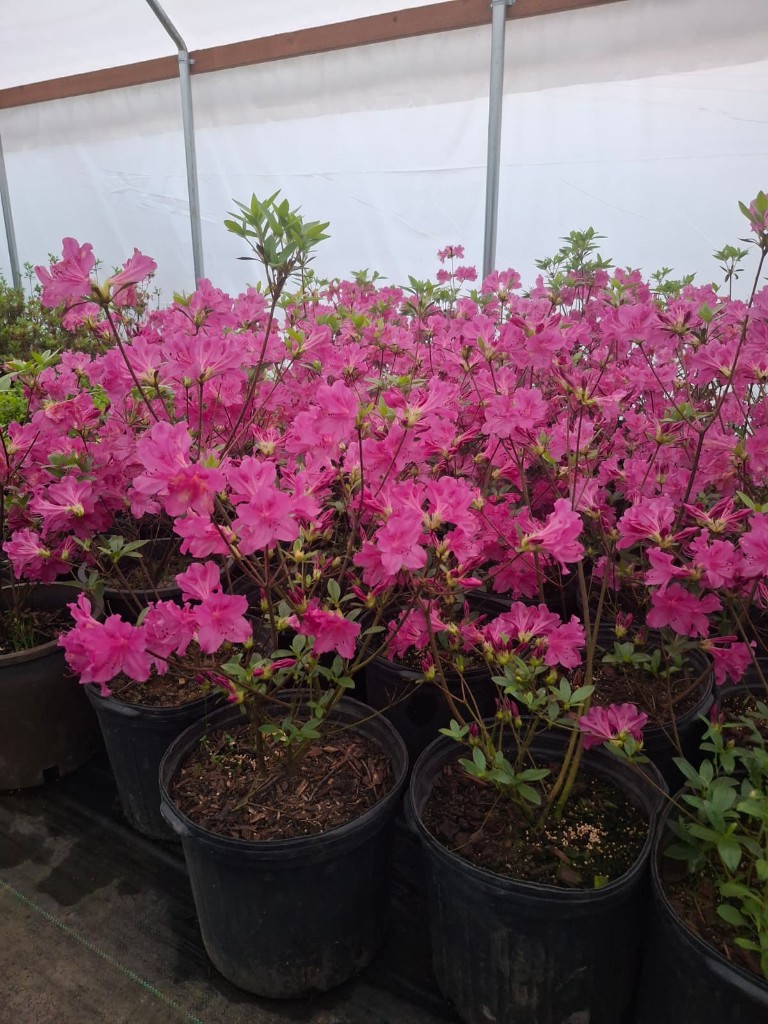 Azaleas at the farm