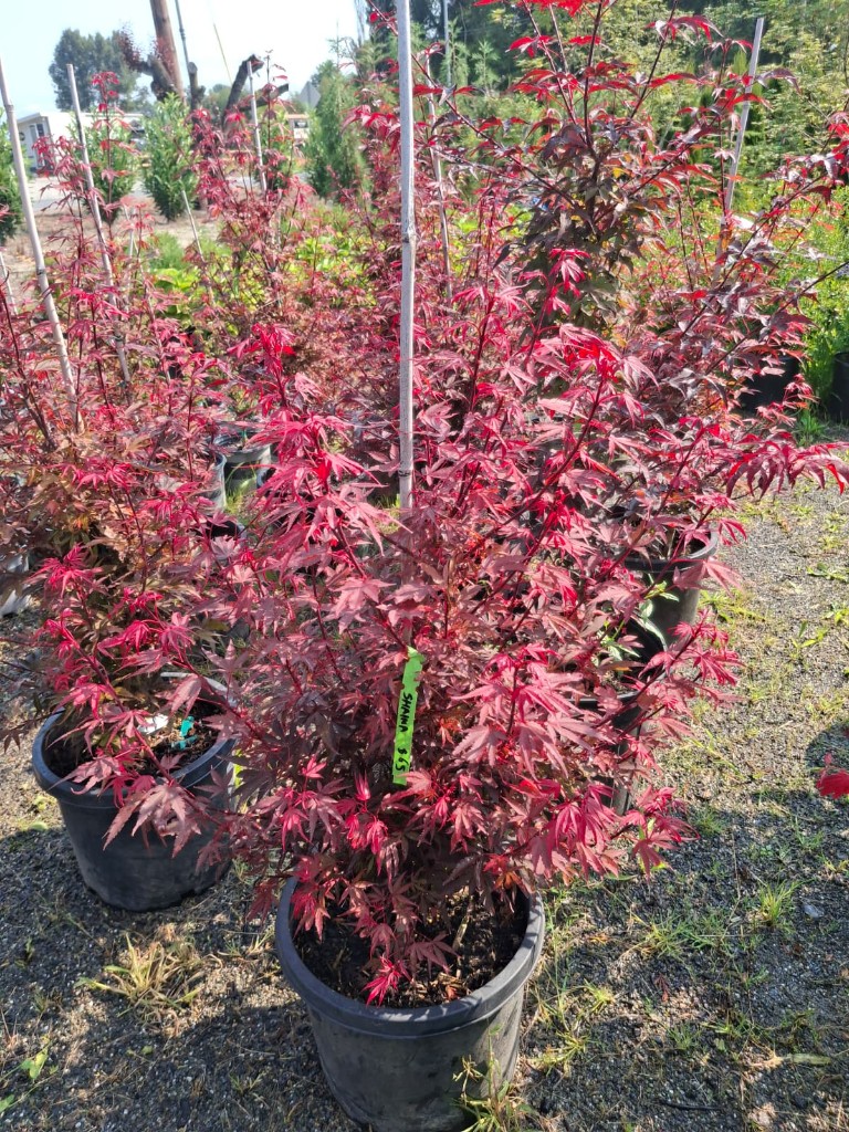 Shaina Japanese Maple at the farm