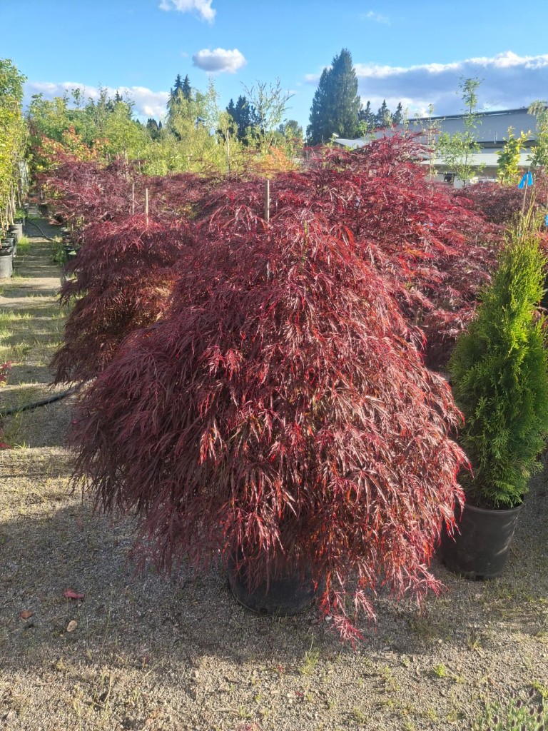 Tamukeyama at the farm
