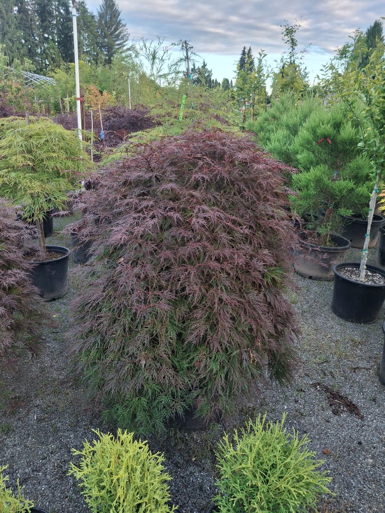 Orangeola at the farm