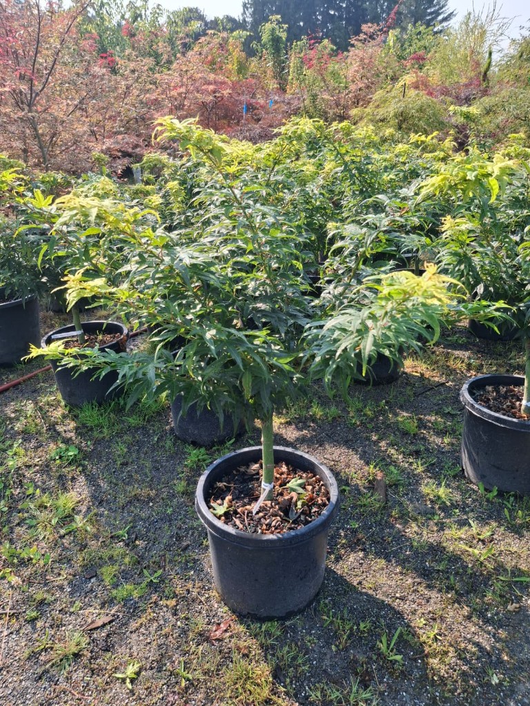 Mikawa Japanese Maple at the farm