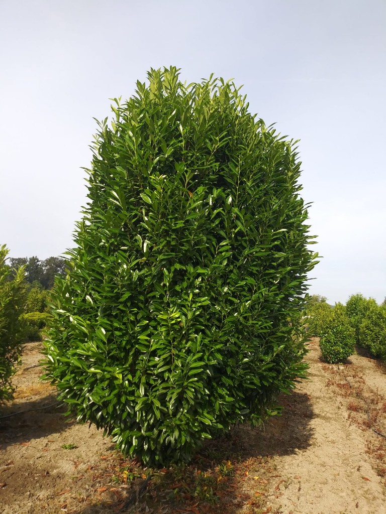 Skip Schipka Laurel ready for planting this season